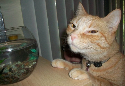 Trollcat eated your fish while you were away