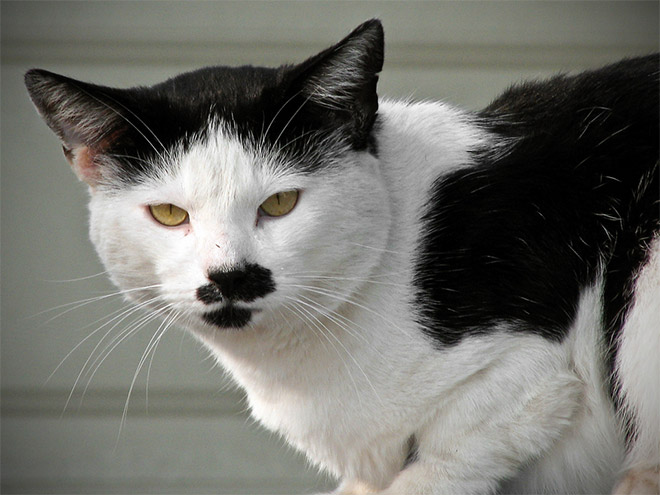 Cats that look like Hitler - Really funny pictures collection on
