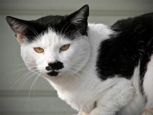 Cats that look like Hitler - Picture 2