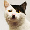 Cats that look like Hitler