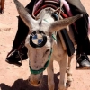 BMW donkey BMW donkey