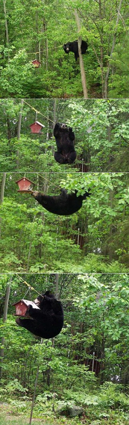 bear-is-hungry.jpg