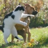 Bitchslapped
