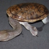 Broken turtle