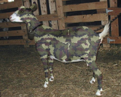 Camouflaged army goat
