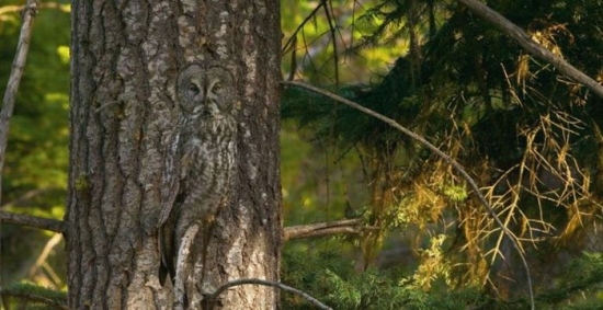Camouflaged owl