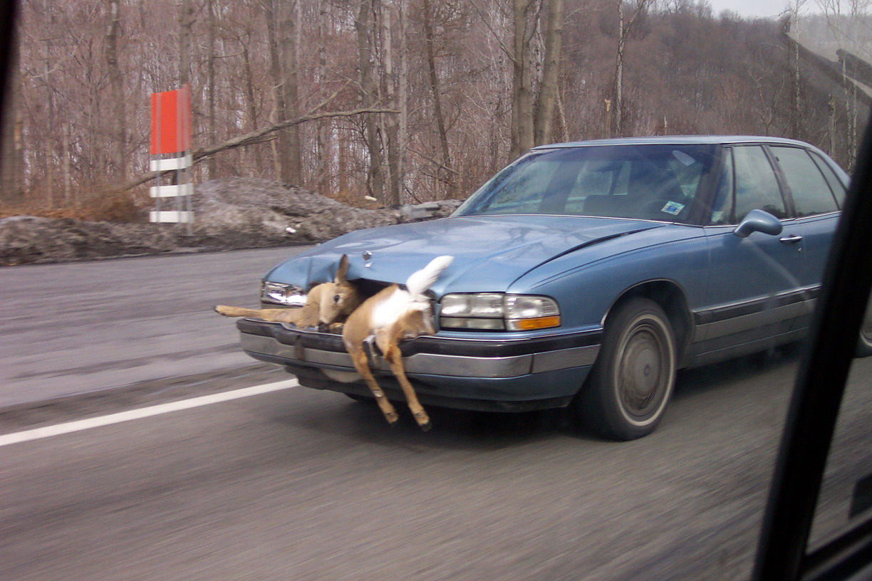 car-deer-accident-big.jpg