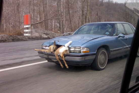 Car-deer accident