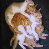 Cats spooning Cats spooning