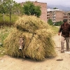 Donkey carrying hay