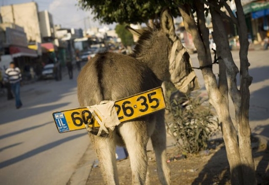Donkey with a licence plate