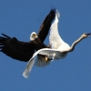 Eagle attacks swan in mid air