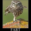 Fart