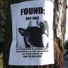 Found: gay dog