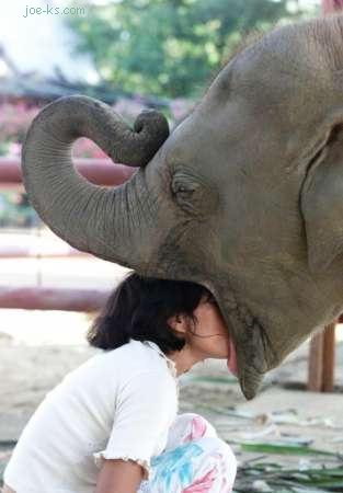 Girl giving head to an elephant