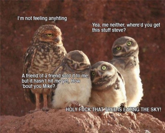 High owls