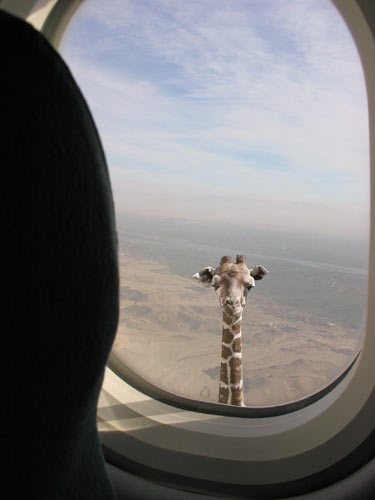 How tall are giraffes?