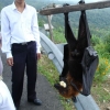 Huge bat