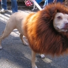Pit bull in a lion costume