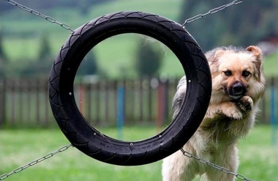 Dog-through-tire jump fail
