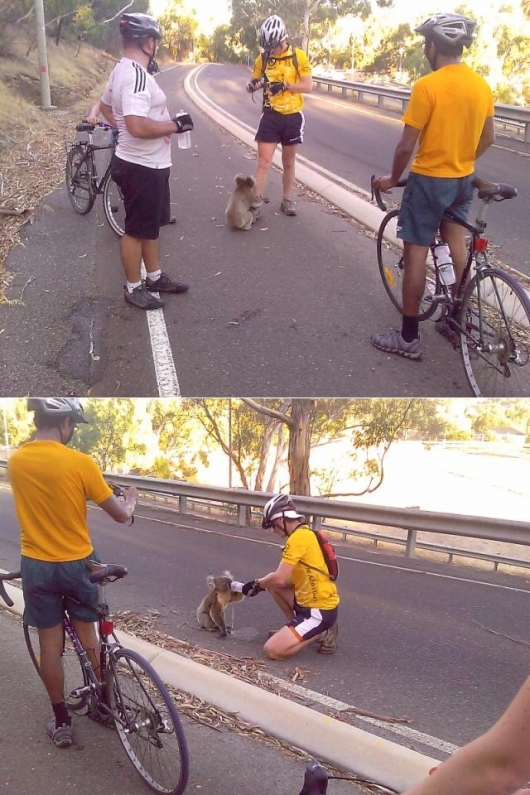 Bicyclists vs. Koala bear