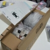 Cat delivery