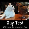 Gay test