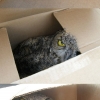 Owl from a box