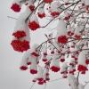 Red berries vs. snow