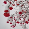Red berries vs. snow Red berries vs. snow