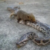 Squirrel riding a snake Squirrel riding a snake