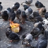 Pigeons getting warm Pigeons getting warm