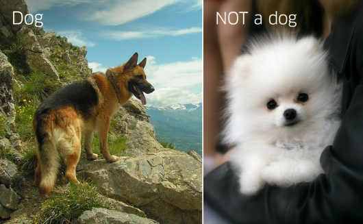 Dog vs. not a dog