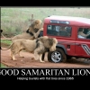 Good samaritan lions