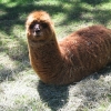 Alpaca worm Alpaca worm
