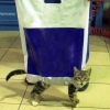 Cat in a bag Cat in a bag