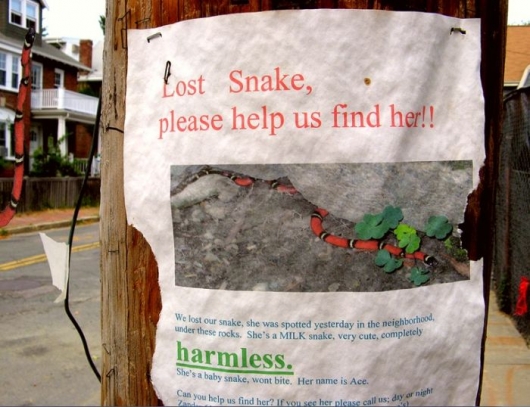 Lost snake