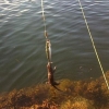 Otter fishing Otter fishing