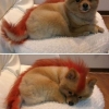 Punk fox-dog Punk fox-dog