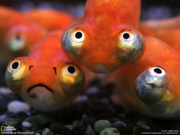 Sad fish Really funny pictures collection on