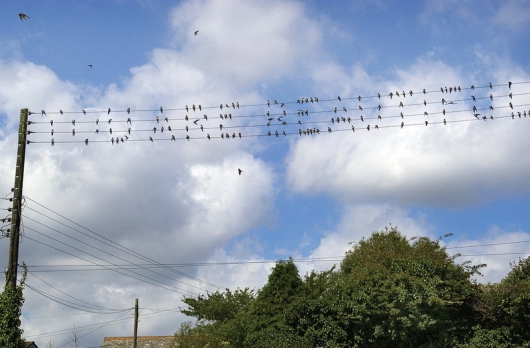 Spelling birds