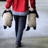 Carrying panda babies