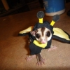 Halloween sugar glider Halloween sugar glider