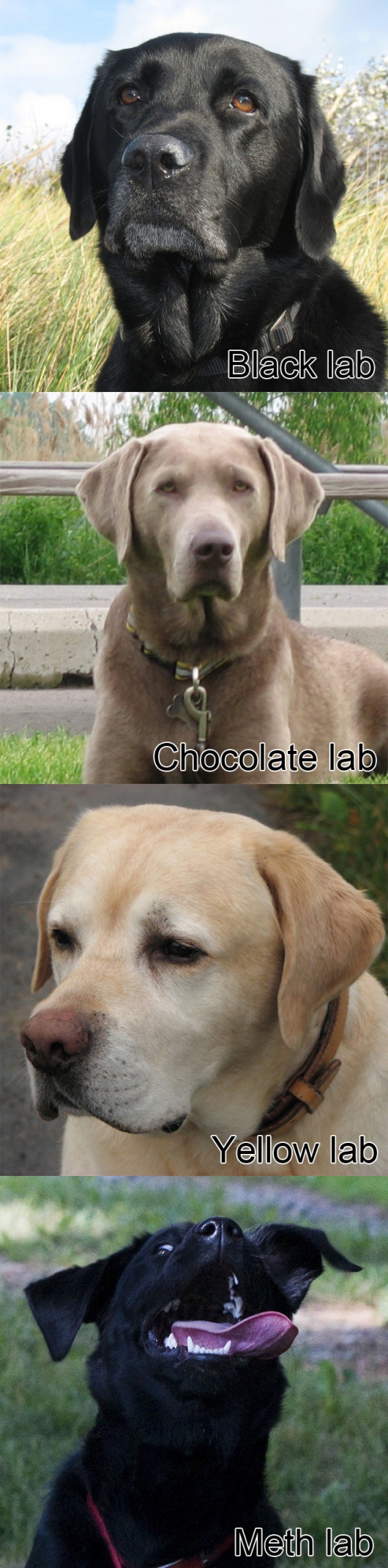 Labs Really funny pictures collection on