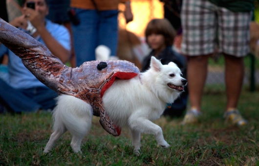 Snake eating dog costume