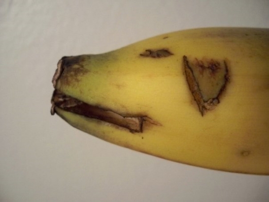 are bananas bad for dogs banana really pictures collection on picshag are bananas bad for dogs banana really pictures collection on picshag
