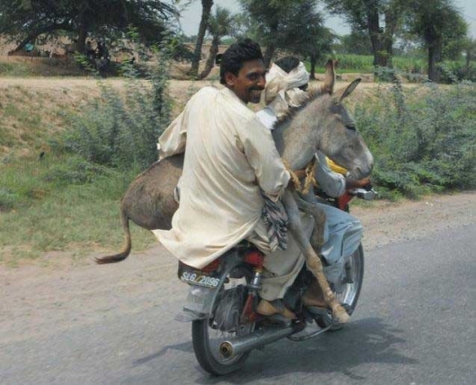 Donkey transportation