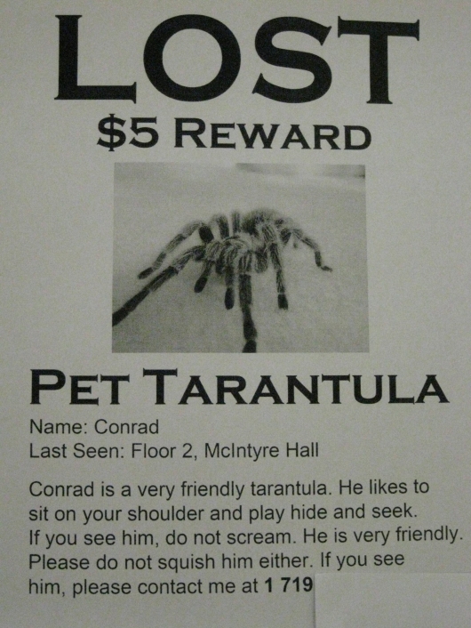 Lost pet tarantula