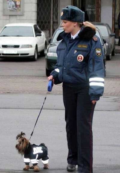 Police dog