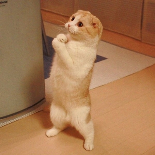 Beggar cat - Really funny pictures collection on picshag.com